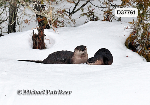 North American River Otter (Lontra canadensis)